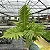 Samambaia Blechnum gibbum Silver Lady - Imagem 1