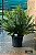 Samambaia Blechnum gibbum Silver Lady - Imagem 3