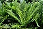 Samambaia Blechnum gibbum Silver Lady - Imagem 4