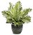Samambaia Blechnum gibbum Silver Lady - Imagem 2