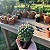Cacto Mammillaria polythele - Imagem 5