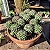 Cacto Mammillaria polythele - Imagem 2