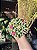 Cacto Mammillaria polythele - Imagem 9