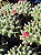 Cacto Mammillaria polythele - Imagem 7