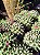 Cacto Mammillaria polythele - Imagem 6