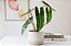 Philodendron Billietiae Folhas Vibrantes - Imagem 3