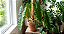 Philodendron Billietiae Folhas Vibrantes - Imagem 1