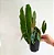 Philodendron Billietiae Folhas Vibrantes - Imagem 5