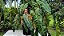 Philodendron Billietiae Folhas Vibrantes - Imagem 2