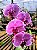 Orquídea Phalaenopsis Ox King x Fullers Queen - Imagem 1