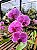 Orquídea Phalaenopsis Ox King x Fullers Queen - Imagem 2