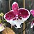 Orquídea Phalaenopsis Allura Santa Claus - Imagem 1