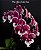 Orquídea Phalaenopsis Allura Santa Claus - Imagem 2
