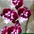 Orquídea Phalaenopsis Allura Santa Claus - Imagem 3