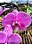 Orquídea Phalaenopsis Jincheng White Lip - Imagem 1