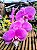 Orquídea Phalaenopsis Jincheng White Lip - Imagem 2