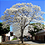 Muda de Ipê Branco - Floração Branca e Rápida - Imagem 1