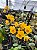 Orquídea Spathoglottis Amarela - Orquídea Terrestre - Imagem 3