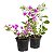 Primavera Variegata Bicolor Rosa e Branca - Imagem 2