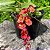 Orquídea Rodricidium Lava Burst Vermelha - Imagem 1