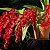 Orquídea Rodricidium Lava Burst Vermelha - Imagem 2