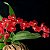 Orquídea Rodricidium Lava Burst Vermelha - Imagem 3