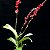 Orquídea Rodricidium Lava Burst Vermelha - Imagem 4