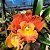Orquídea Cattleya Rlc. Star of Siam Vibrante - Imagem 3