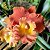 Orquídea Cattleya Rlc. Star of Siam Vibrante - Imagem 2