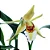Orquídea Coelogyne lawrenceana - Imagem 2