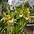 Orquídea Coelogyne lawrenceana - Imagem 1