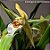 Orquídea Coelogyne lawrenceana - Imagem 3