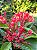 Ixora Rei Vermelha - Imagem 3