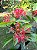 Ixora Rei Vermelha - Imagem 1