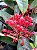 Ixora Rei Vermelha - Imagem 9
