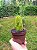 Cacto Opuntia Ficus Indica Variegata ou Língua Falsa - Imagem 4