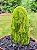 Cacto Opuntia Ficus Indica Variegata ou Língua Falsa - Imagem 5