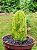 Cacto Opuntia Ficus Indica Variegata ou Língua Falsa - Imagem 3