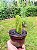 Cacto Opuntia Ficus Indica Variegata ou Língua Falsa - Imagem 6