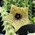 Suculenta Huernia Namaquensis Exótica - Imagem 3