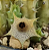 Suculenta Huernia Namaquensis Exótica - Imagem 4