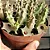 Suculenta Huernia Namaquensis Exótica - Imagem 1