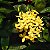 Muda Ixora Mid Amarela 25 cm - Imagem 3