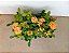 Muda Ixora Mid Amarela 25 cm - Imagem 4