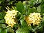 Muda Ixora Mid Amarela 25 cm - Imagem 5