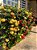 Muda Ixora Mid Amarela 25 cm - Imagem 1