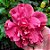 Muda de Hibisco Rosa Dobrado - Imagem 1