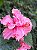 Muda de Hibisco Rosa Dobrado - Imagem 2