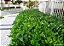 Muda de Clúsia Fluminensis Verde - Imagem 1