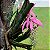 Muda Bromélia Billbergia Zebrina Rosa Ornamental - Imagem 5